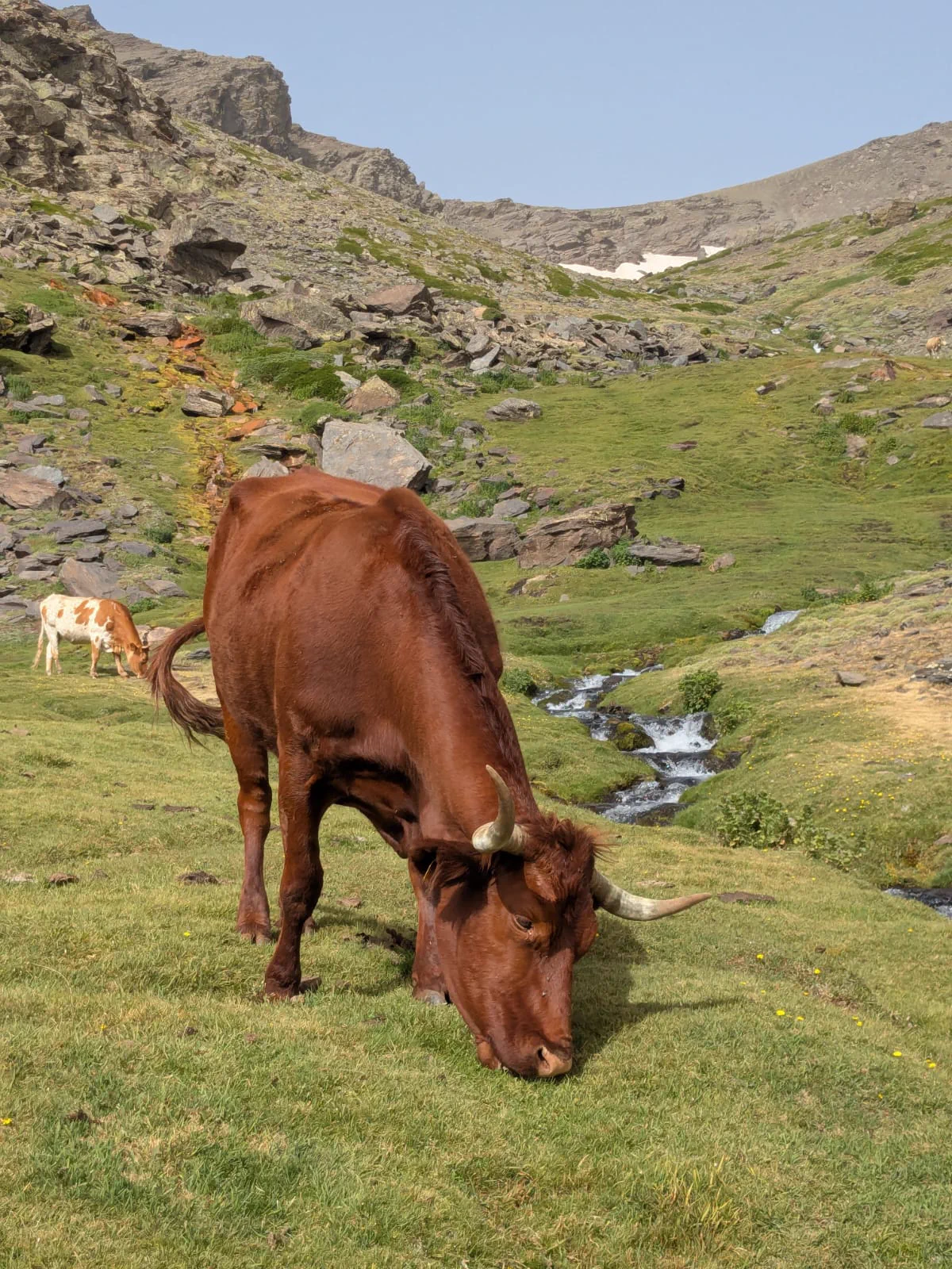 Una vaca pasta junto a un arroyo de montaña en Sierra Nevada