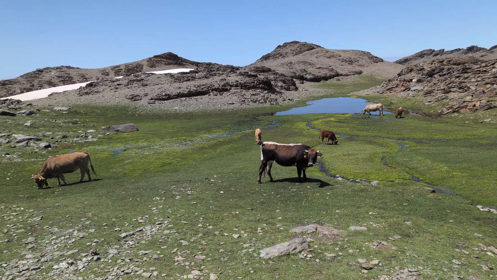 Ganado junto a una laguna de altura en Sierra Nevada