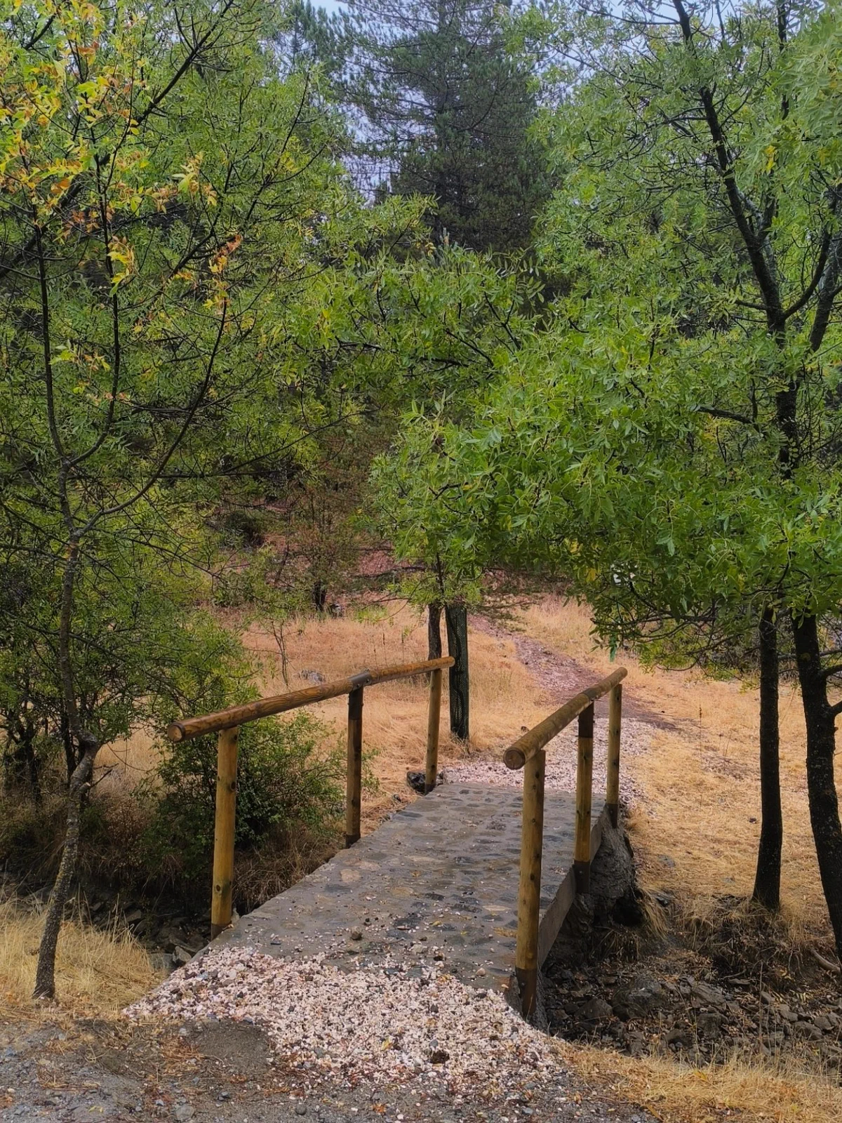Pasarela de madera a la entrada de un bosque frondoso