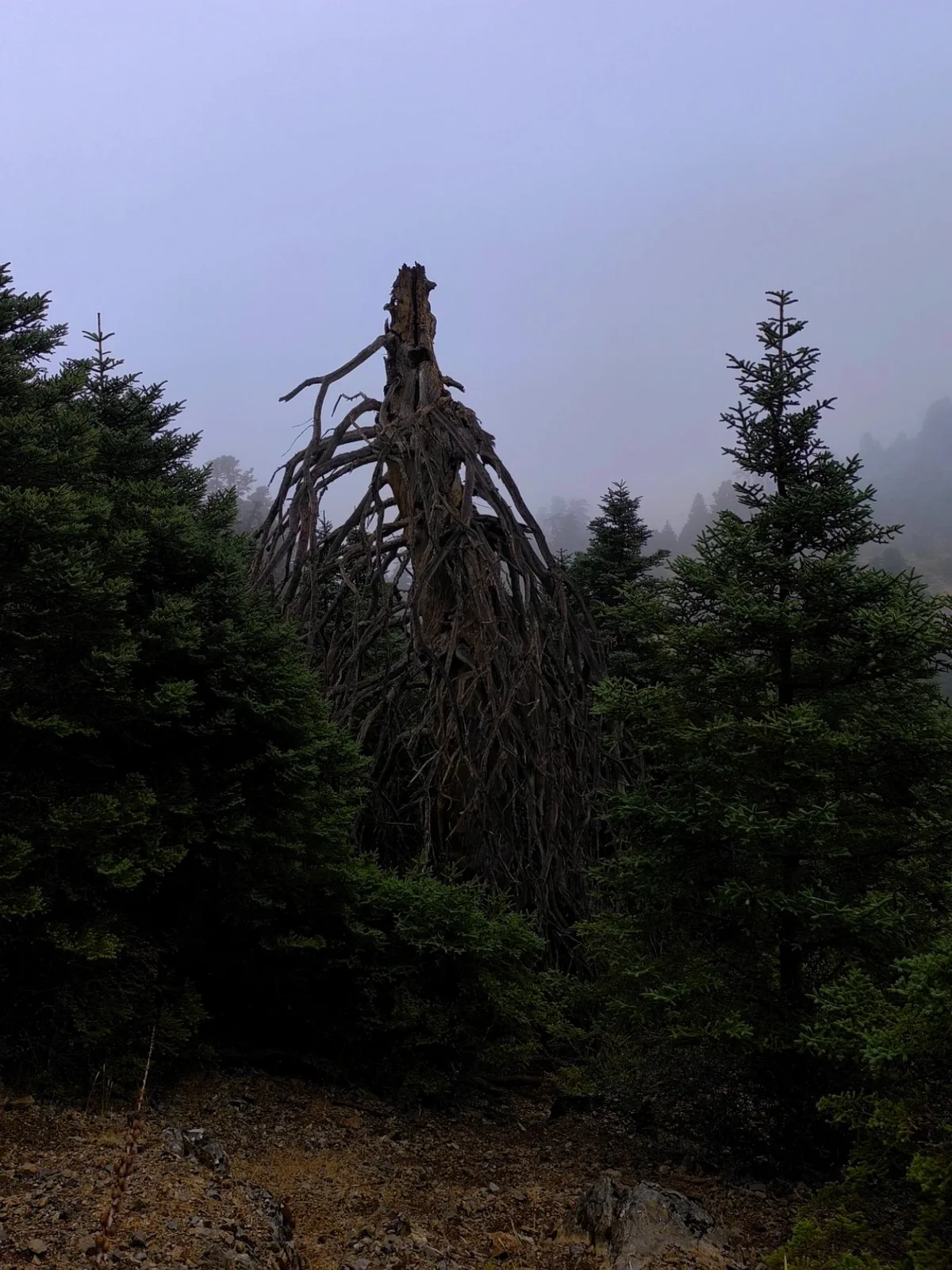 Pinsapo antiguo en el interior oscuro del bosque