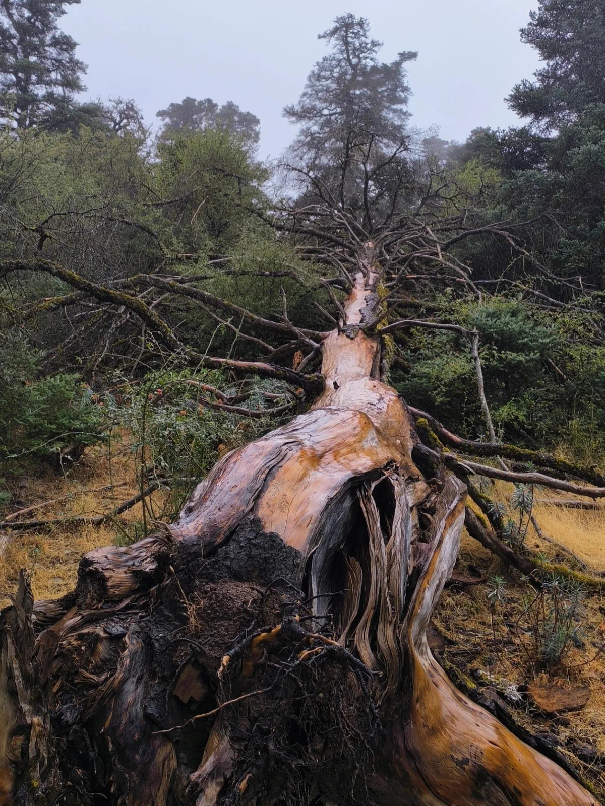 Gran tronco caído y abierto junto al sendero del bosque