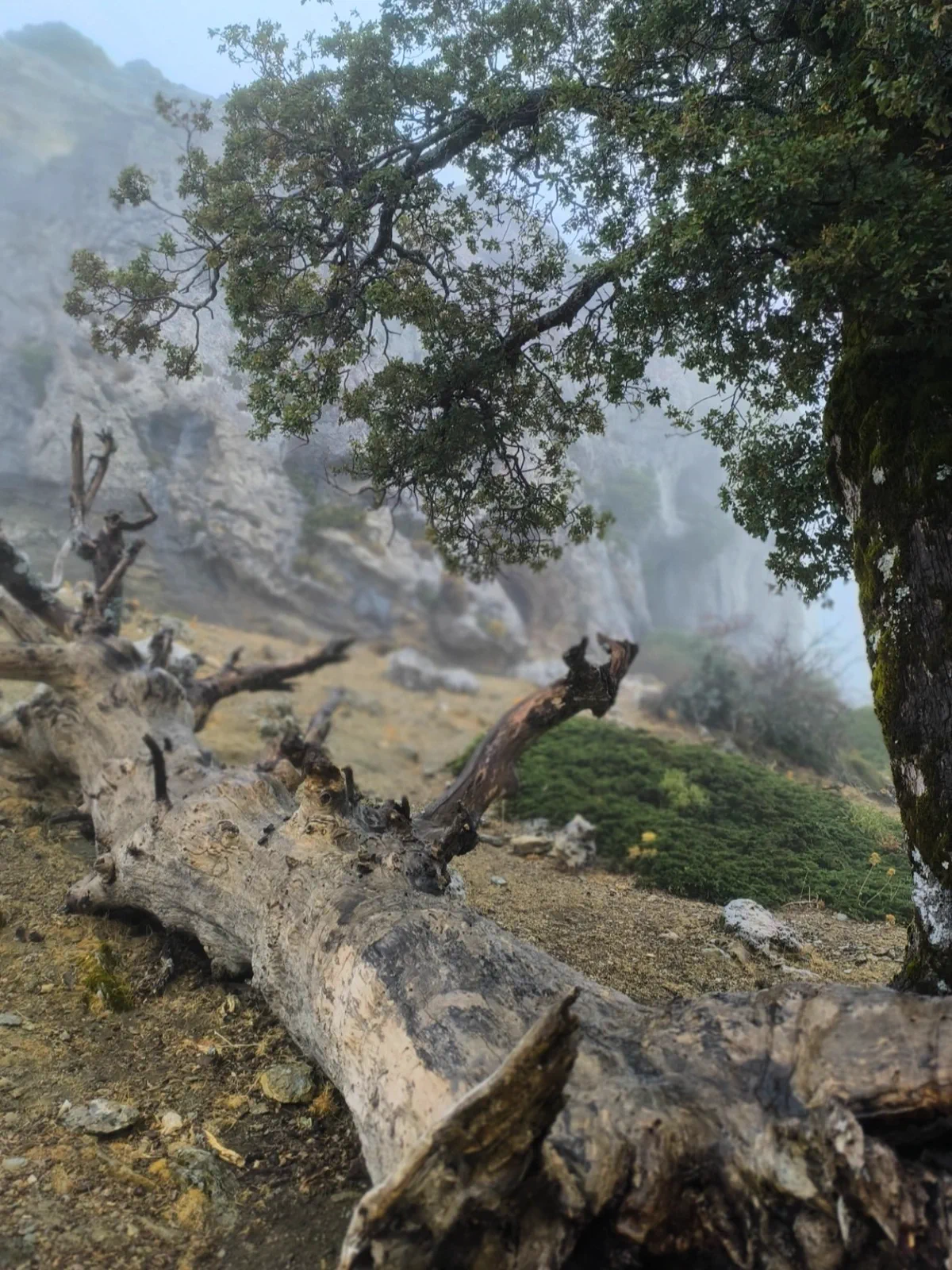 Tronco retorcido entre pinsapos cubiertos por la niebla