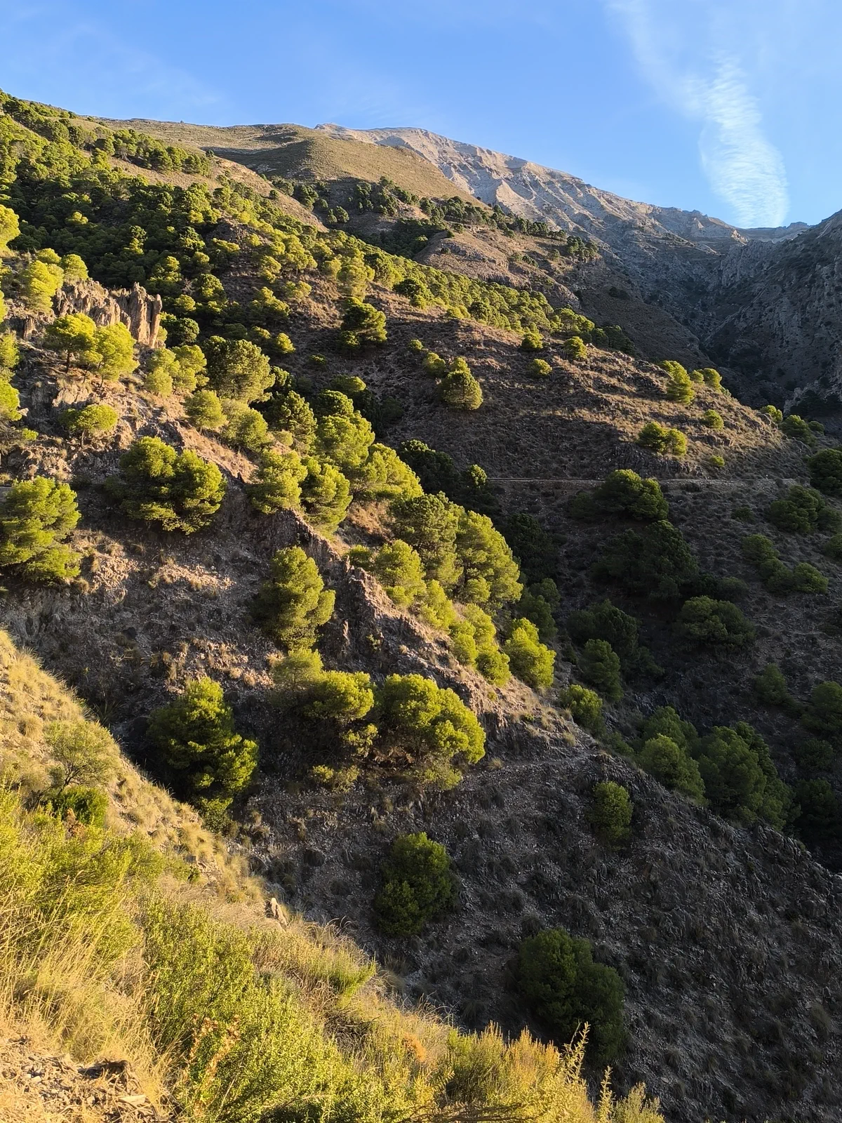 Ladera recorrida por el sendero del Saltillo entre vegetación