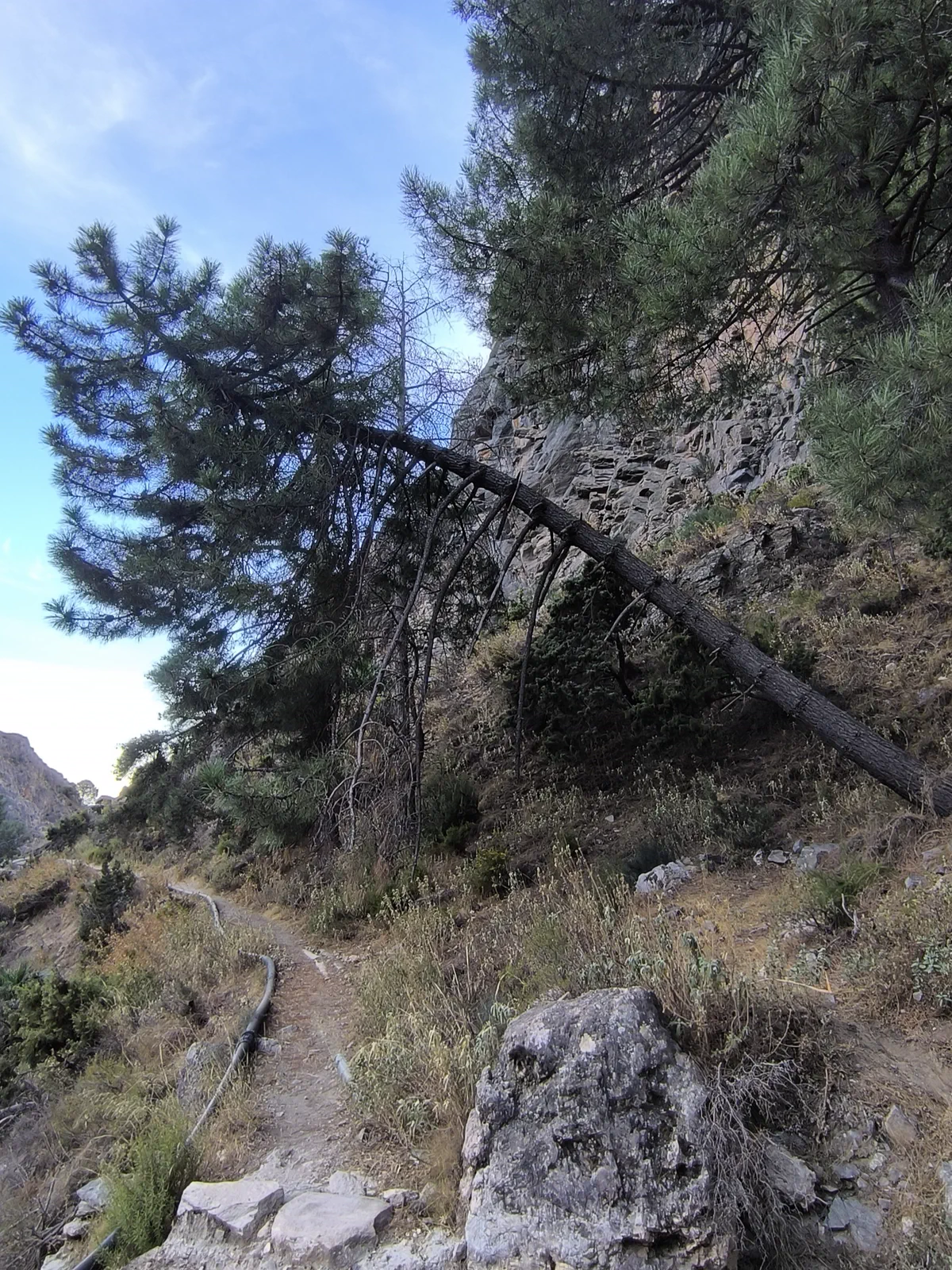 Sendero rocoso entre pinos en la ladera